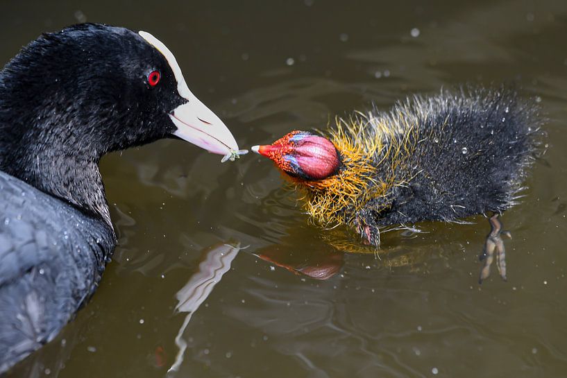 Foulque nourrit un jeune insecte par Shirley Douwstra