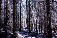 Forest of Fairies
