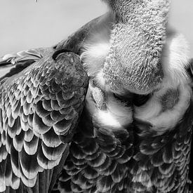 Griffon Vulture in black and white by Dennis Schaefer