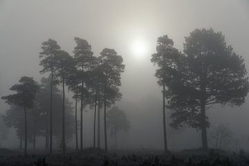 Mist in het Drents-Friese Wold van Marco Bos