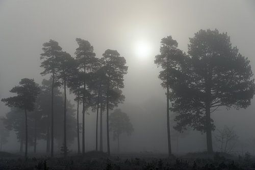 Fog in the Drents-Friese Wold