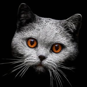 Blick-Duell mit einer Katze