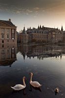 swans in The Hague's Hofvijver