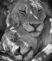 sleeping lions