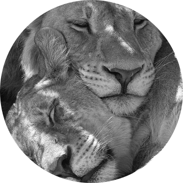 slapende leeuwen van Ed Dorrestein