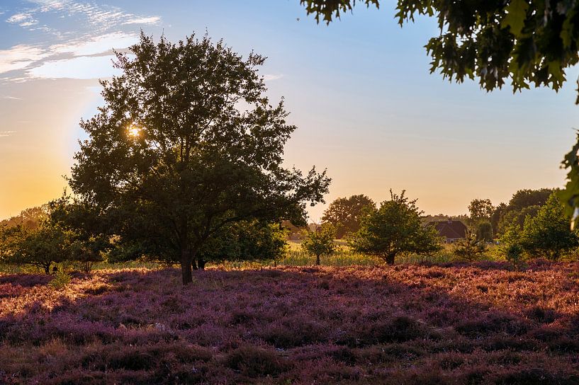 Golden hour on the moors by MdeJong Fotografie