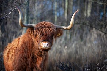 De trotse Hooglander van Karin van Es