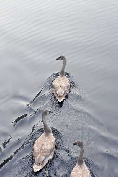 3 swans by Texas van Egmond