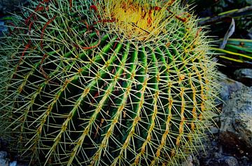 Cactus van Jolien De Vulder