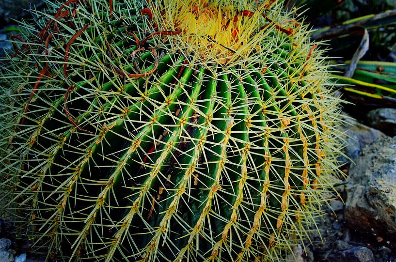 Cactus by Jolien De Vulder