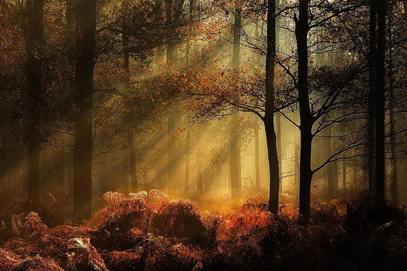 Herbst in den Liesbos von Jos Erkamp