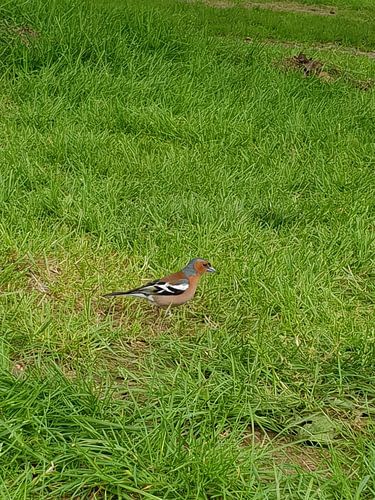 Vogel von Ruben de Witte