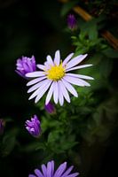 Herbst-Aster (Aster novae-angliae)