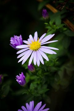 Herfstaster (Aster novae-angliae) van Nienke Boon