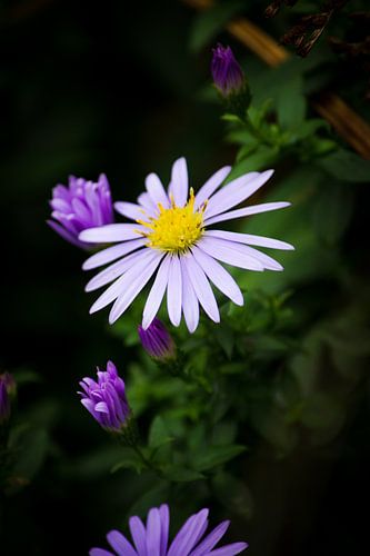 Herfstaster (Aster novae-angliae)