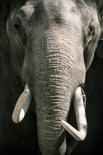 Aziatische olifant met grote witte slagtanden close up portret