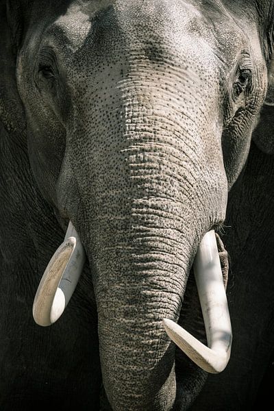 Asiatischer Elefant mit großen weißen Stoßzähnen schließen herauf Porträt von Sjoerd van der Wal Fotografie