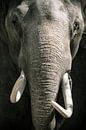 Aziatische olifant met grote witte slagtanden close up portret van Sjoerd van der Wal Fotografie thumbnail