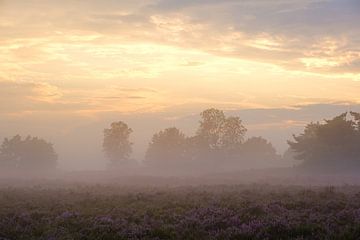 Brouillard au coucher du soleil sur Johan Vanbockryck