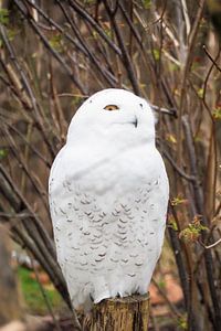 Majestätische Schneeeule in winterlicher Umgebung – elegant, geheimnisvoll und eindrucksvoll.