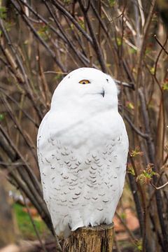 Majestueuze sneeuwuil in winterse omgeving - elegant, mysterieus en indrukwekkend. van Miriam Schwarzfischer Fotografie