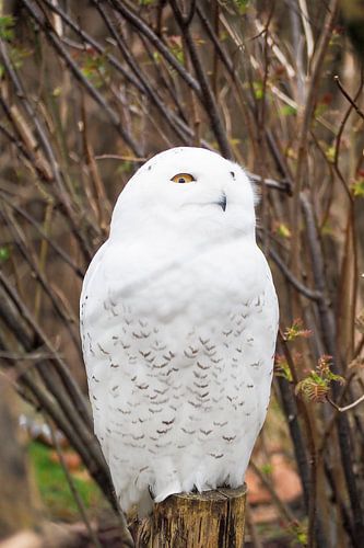 Majestueuze sneeuwuil in winterse omgeving - elegant, mysterieus en indrukwekkend.