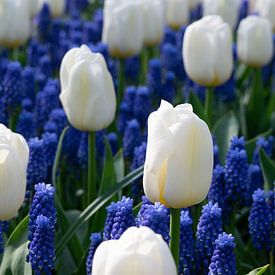 Witte tulpen en blauwe druifjes van Heleni Fafoutis