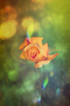 Eine gelbe Rose auf einem "stolzen" Hintergrund von Ribbi