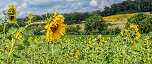 Zonnebloemveld op de heuvels van Zuid-Limburg