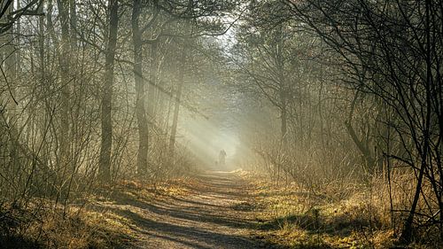 Take the dog for a walk