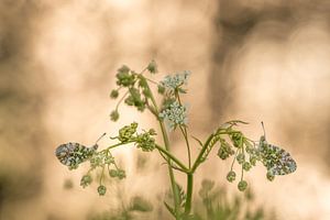 Twee oranjetipjes in het vroege ochtendlicht op fluitekruid van Moetwil en van Dijk - Fotografie