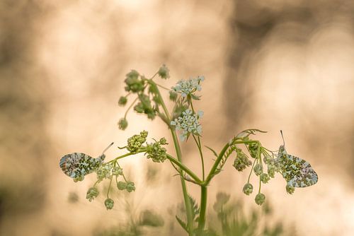 Orange tip by Moetwil en van Dijk - Fotografie