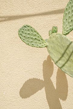 Cactus Schaduwen op het Italiaanse Eiland Procida - Reis Fotografie in Pastel Kleuren van Henrike Schenk