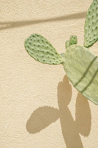 Cactus Schaduwen op het Italiaanse Eiland Procida - Reis Fotografie in Pastel Kleuren