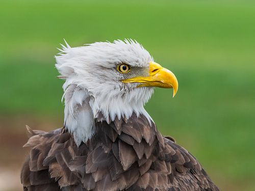 Portret Amerikaanse zeearend, Hertog