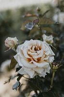 Gros plan d'une belle rose blanche romantique dans la nature | Photographie de nature | Poster