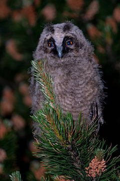 Long-eared owl wakes in the night, vertical by John Ozguc