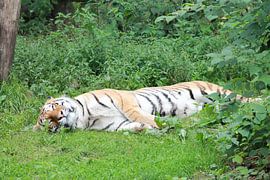 Tijger by Roy Wellner