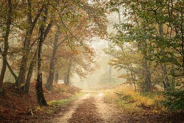 Der Weg zum Herbst von P Leydekkers - van Impelen