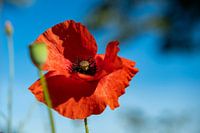 Großer roter Mohn