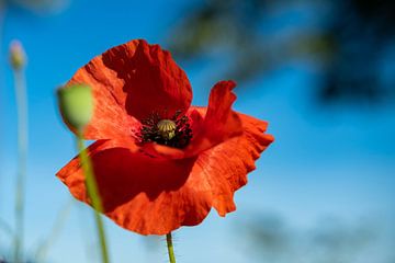 Großer roter Mohn von Noud de Greef