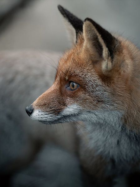 Fox portrait by Roy Kreeftenberg