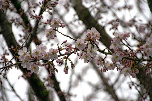 Sakura / Kersenbloesem