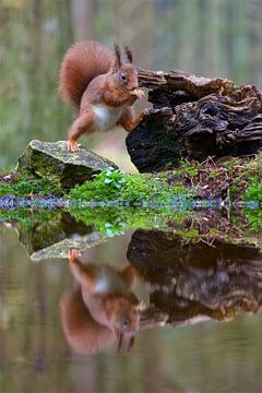 Écureuil avec reflet dans l'eau sur Dirk-Jan Steehouwer