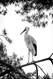 Storch von Jack Tummers