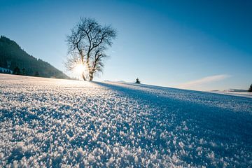 Sneeuwkristallen en winterse magie in Allgäu van Leo Schindzielorz