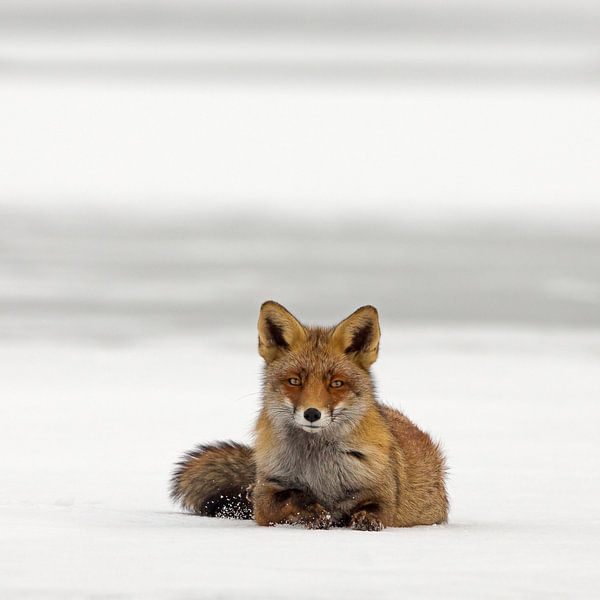 Vos in een winter landschap van Menno Schaefer