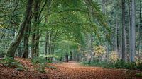 Herbstlicher Waldweg in den Kaapse Bossen von Henno Drop Miniaturansicht