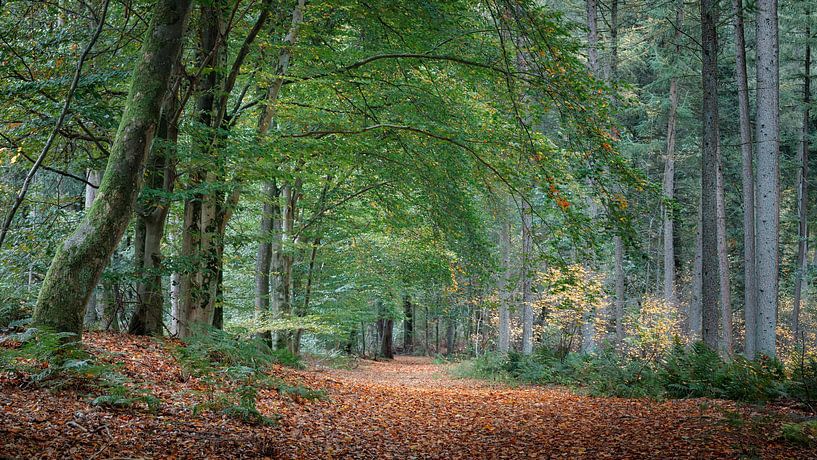 Herbstlicher Waldweg in den Kaapse Bossen von Henno Drop