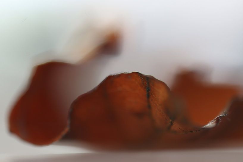 Herbstblatt von Monique Visser